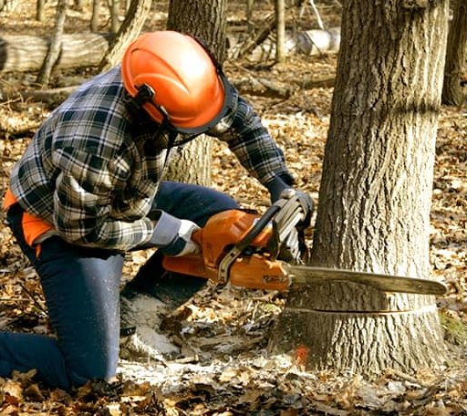 Tree Removal in Wilkesville, OH